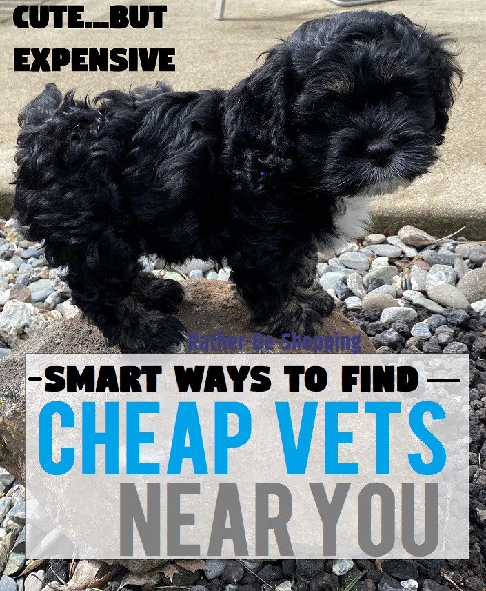 Cheap Veterinarians Near Me: How to Find Affordable Vet Care